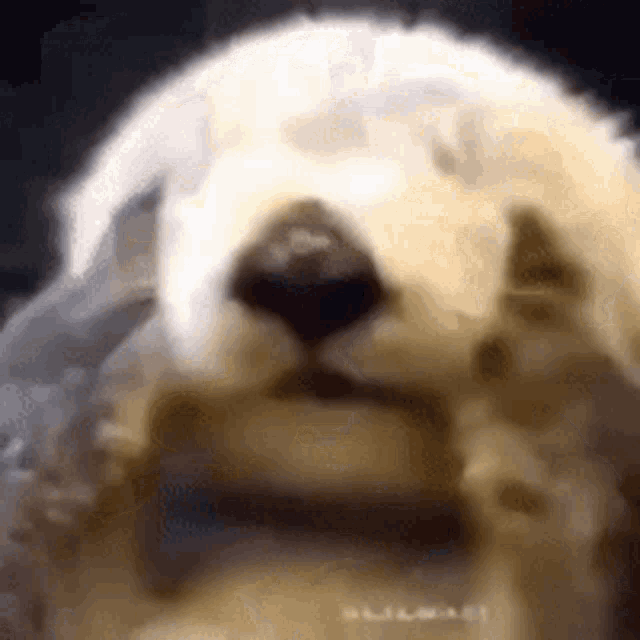 Rinaspixel Rinauchis GIF - Rinaspixel Rinauchis GIFs