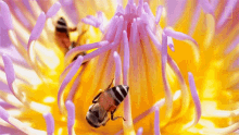 Flower Feeding National Honey Bee Day GIF