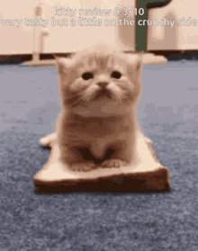 Crunchy Cat GIF - Crunchy Cat GIFs