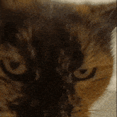 Juh Buh GIF - Juh Buh Cat GIFs