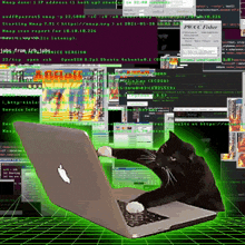 a black cat is sitting in front of a laptop that says pwcc fisher on the screen