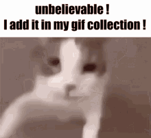 Cat Addinmygifcollection GIF - Cat Addinmygifcollection Meme GIFs