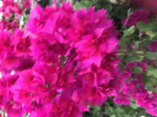 Pink Pink Flower GIF - Pink Pink Flower GIFs