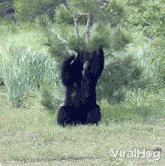 Dancing Bear Bear GIF - Dancing Bear Bear Viralhog GIFs
