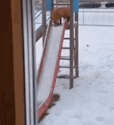 a red fox is playing on a slide in the snow .
