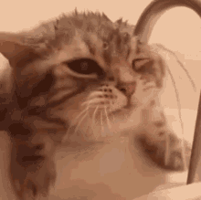 Thirsty Cat GIF - Thirsty Cat Drinking GIFs
