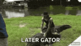 a man in a hat is kneeling on top of a large alligator in the grass .