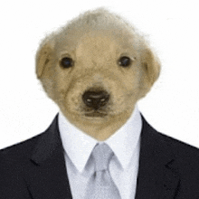 Suit Dog GIF