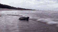 Baby Turtle National Geographic GIF