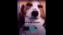 Well Done Soldier Well Done Soldier Meme GIF - Well Done Soldier Well Done Soldier Meme Well Done Soldier Dog GIFs
