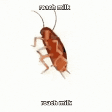Roach Cockroach GIF - Roach Cockroach Spinning GIFs