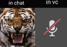 a picture of a tiger next to a picture of a microphone with the words in chat and in vc below it