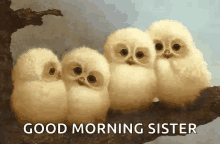 owl baby owl family cute good morning sister