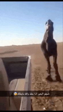 a camel is standing in the middle of a desert next to a truck