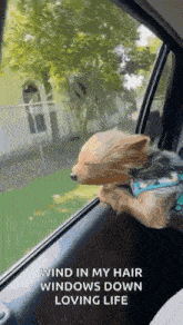 Wind In My Hair Dog GIF - Wind In My Hair Dog Car Ride GIFs