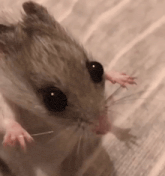 a close up of a hamster 's face with a needle in its mouth .