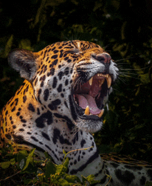 Jaguar01 GIF - Jaguar01 GIFs