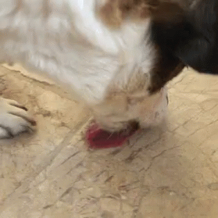 dog constantly licking the floor