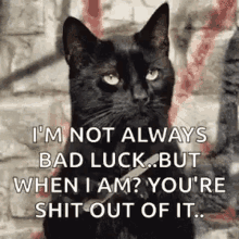 Sassy Cats GIF - Sassy Cats Im Not Always Bad Luck GIFs