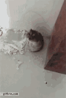 Hamster Trick GIF - Hamster Trick Play Dead GIFs