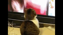 Shocked Cat GIF - Cat Shocked Surprised GIFs