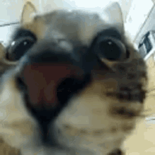 Cat Funny GIF - Cat Funny Jump GIFs