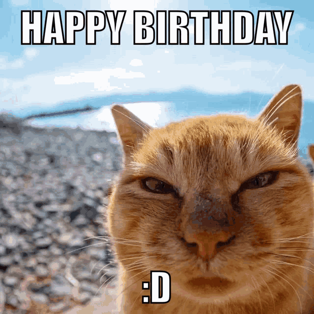 happy birthday cat meme
