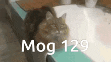 Mog 129 GIF - Mog 129 129 Mog GIFs