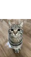 a cat sitting on the floor looking up at the camera