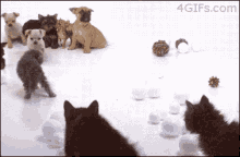 Dog Puppy GIF - Dog Puppy Cats GIFs