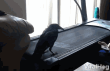 goth workout treadmill bird raven crow