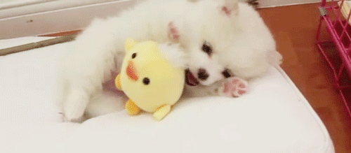 New trending GIF tagged animals dog dogs cute…