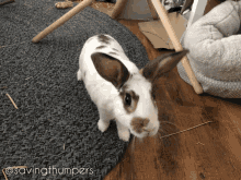 Rabbit Bunny GIF - Rabbit Bunny Savingthumpers GIFs