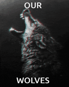Our Wolves Wolf GIF - Our Wolves Wolf Wolffam GIFs