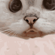 a close up of a cat 's nose with a duck in the background