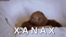 Xanax Buy Xanax Online GIF - Xanax Buy Xanax Online Purchase Xanax Online GIFs