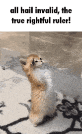 a kitten standing on its hind legs with the words all hail invalid the true rightful ruler