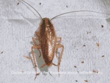 Bedbug Extermination Athens Oh Commercial Pest Control Services Athens GIF