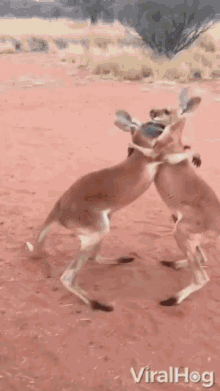 Fighting Kick GIF - Fighting Kick Kangaroo GIFs