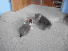 two cats are playing with each other on the floor