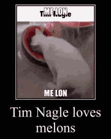 Tim Nagle Cat GIF - Tim Nagle Cat Melon GIFs
