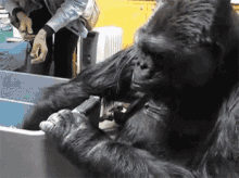 Gorilla Kitten GIF - Gorilla Kitten Cuddle GIFs