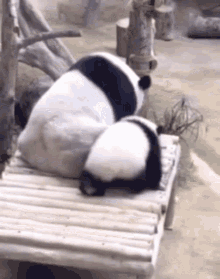 hug panda baby
