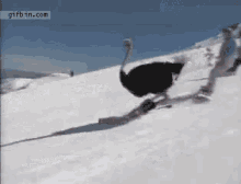 Ostrich Got Moves GIF - Ostrich Run Ski GIFs