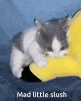 Mad Slush GIF - Mad Slush Cat GIFs
