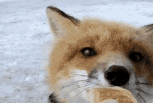 a close up of a fox 's face looking at the camera in the snow .