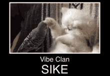 Vibe Vibing GIF - Vibe Vibing Bird GIFs