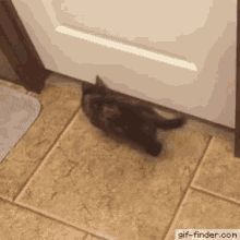 Funny Cat Sneaking Out GIF - Funny Cat Sneaking Out Epic GIFs