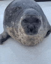 a seal is looking at the camera with a sad look on its face