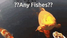 Fish Be On Soon GIF